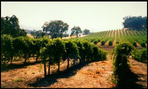 Paso Robles Wine Region