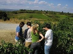 A group of people making wine in a vineyard in the South of France.