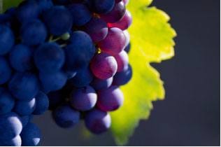 A bunch of blue and purple grapes on a vine at Winter Wineland.