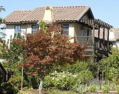 A neighborhood house with trees and shrubs.