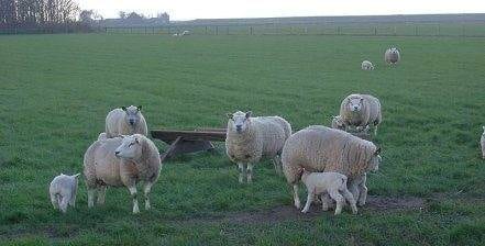 A group of sheep grazing in a field achieve Deveronvale Perfection.