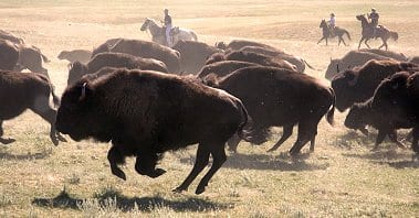 “Oh Give Me a Home, Where the Bison Roam….” :: South Dakota