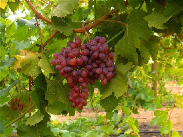 A new network of vineyards cultivating a variety of grapes on vines.