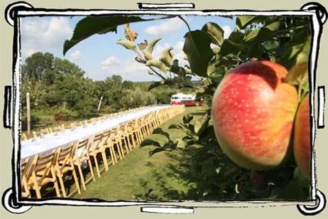 A table set up in an apple orchard for a formal dinner with 100 guests.