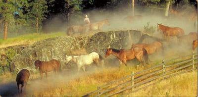 A herd of horses grazing in a field.