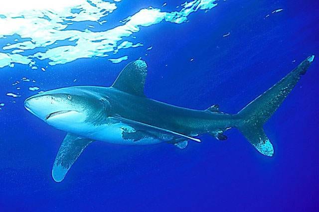 Fourth Annual Shark Fest :: Bahama Islands