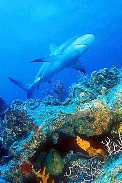 3rd Annual Bahamas Shark Festival: Bahamas