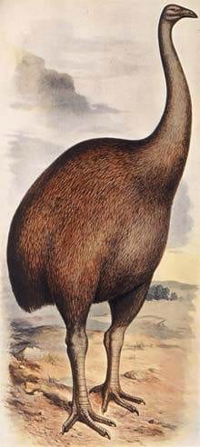 Moa Wine, Please: Rosenblum Endangered Wines