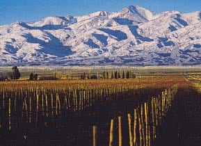 Urban Wine Tour :: Buenos Aires, Argentina