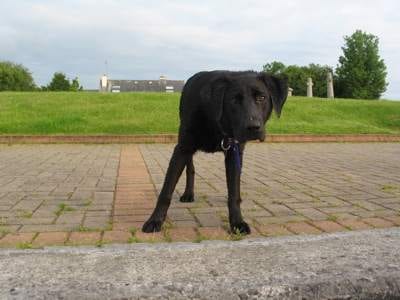 Sexy Beast™ For Your Jet Setting Canine