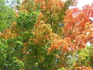 Le Spectacle de L’automne au Québec!*
