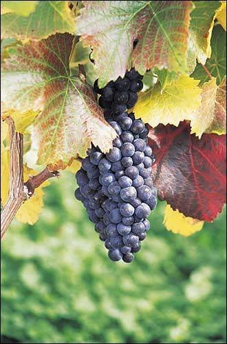 Kiwi Kwik Snacks: Kono Wine, New Zealand