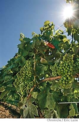 Global Warning: Hot Times Ahead For California Wines