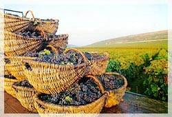 Let’s Drink To That: “Women Who Wine” Tour, L’Hotel De Beaune, France