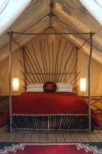 Sunlight Falling on Cedar: El Capitan Canyon, Santa Barbara