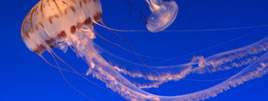20 Years Under The Sea: Monterey Bay Aquarium
