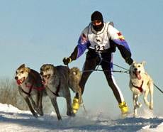Pooch Power + Cross-Country Skiing: Skijoing