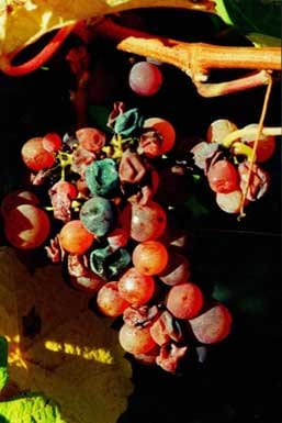 Got Rot? Worth Its Weight In Mold