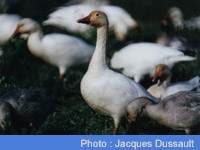 Snow Geese A Go-Go: Quebec A Pit Stop for Thousands on Their Way to the Arctic