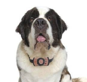 Only a Phone Call Away :: Petscell