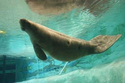 Mastodons & Manatees:  Bradenton’s South Florida