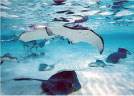 Superb Snorkeling Site: Stingray City