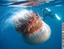 Giant Jellyfish Jamming Fishing Nets: Tokyo, Japan