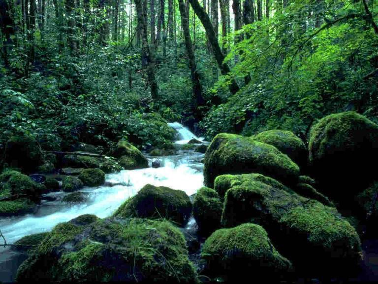 Moss covered rocks in the jungle forest.