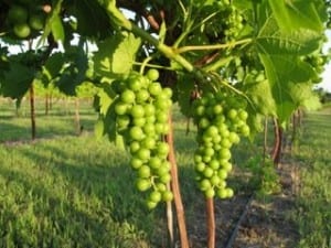 Grace Hill Winery in Kansas