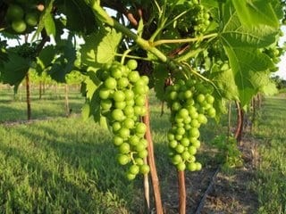 Wicked Witch, Winds or Wines :: Kansas
