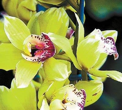 A close up of a green orchid flower, bursting with explosive beauty.