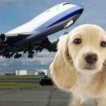 pet-plane2