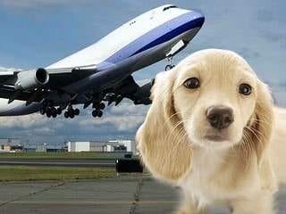 A dog is standing in front of an airplane for Air Travel Gone to the Dogs.