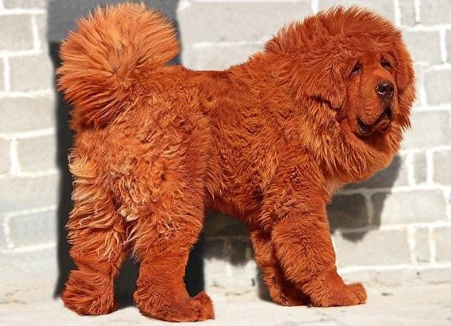 A red Tibetan chow dog standing in front of a brick wall, worth $1.5 million.