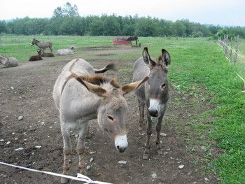 Quebec’s Tantalizing Eastern Townships: A New Delicacy At Every Turn. part 3