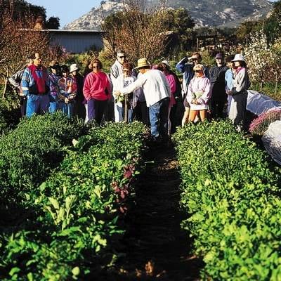 A group of people standing in a vegetable garden.