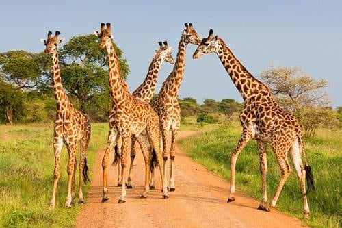 Experience Africa's wildlife with the Selous Safari Company.