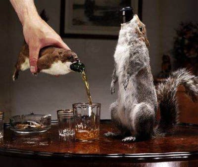 A squirrel drinking from a bottle in a classy manner.