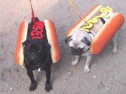 Dog Day Afternooon: Kibbles ‘n Bits Dog & Owner Look-Alike Contest, San Francisco