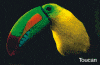 Costa Rican Toucan