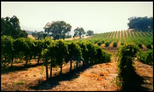Paso Robles Wine Region