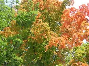 Le Spectacle de L’automne au Québec!*