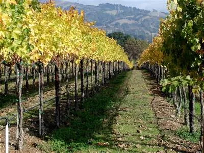 Sonoma Wine Country :: Autumnal Delights