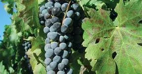 San Antonio Valley: The Central Coast’s Newest Premier Wine Region