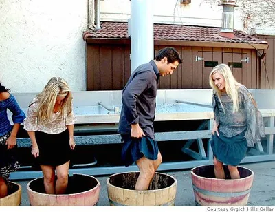 Toe Jam and Purple Feet: Harvest Stomp, Grgich Hills Cellar, Rutherford