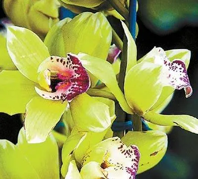 A close up of a green orchid flower, bursting with explosive beauty.