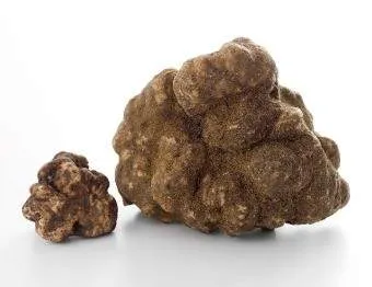 Two truffles on a colorblind background.