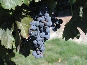 Grapes on a vine in a vineyard await a weekend in Sonoma Valley as a sommelier.