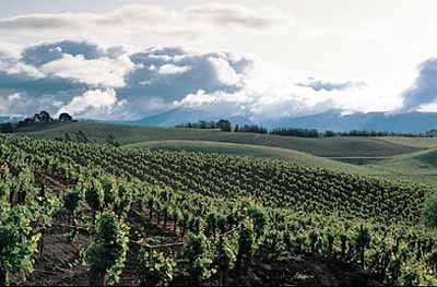 Heard It Through The Grapevine :: 5 Brands Return to California Roots