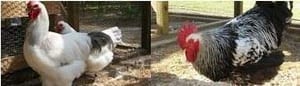 expensive-chickens expensive-chickens